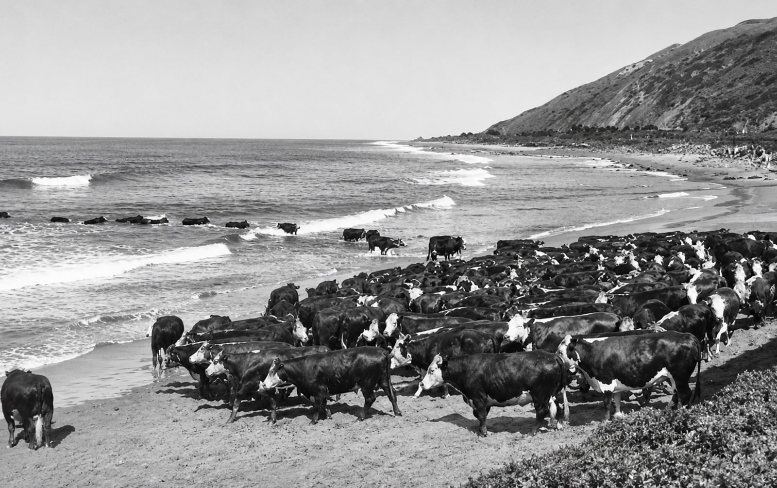 The famous Vail & Vickers "surfing cows" of Santa Rosa Island swimming ashore through the breakers